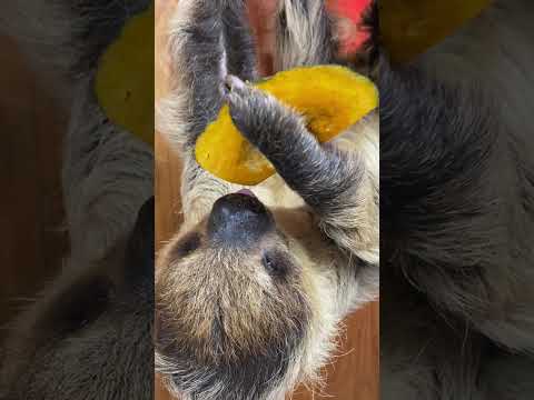 エサをしっかりと掴むのに時間がかかるナマケモノ♪動物 ナマケモノ sloth サムネイル