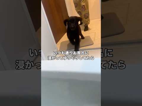 今日の出来事。いつものようにお風呂に入ってたら飛び込んできた愛犬。 フラットコーテッドレトリバー フラッティ レトリバ… サムネイル