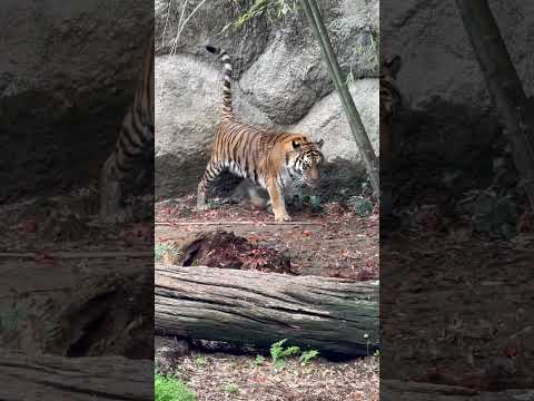 shorts 突然駆け出すサーシャちゃん　アムールトラ　浜松市動物園にて　2026年4月5日