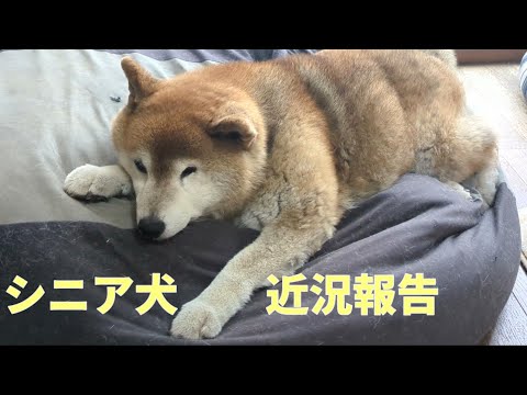 【1064】首を突っ込む柴犬さん サムネイル