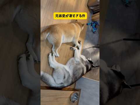 【柴犬が凄いと分かる動画】弟を心から大切にする柴犬に感動しました… サムネイル