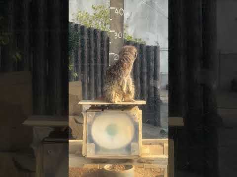 shorts コレ トレーニングじゃ無くて日常の遊び(この時間 飼育員さんも居ません)  ミーアキャット　浜松市動物園… サムネイル