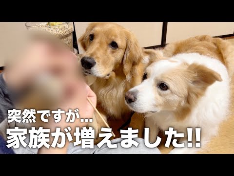 猫が怪我をさせてしまったので、家族として迎えることになりました!!【ボーダーコリー・ゴールデンレトリバー】 サムネイル