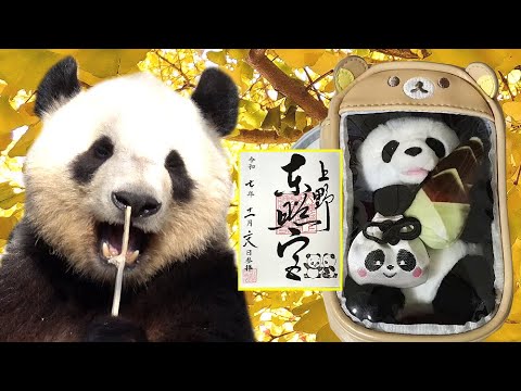 參觀東京上野動物園貓熊曉曉 Visiting Ueno Zoo Panda XiaoXiao #uenozoo #シャ… サムネイル