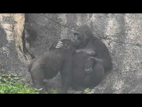 Gorilla Iriki mom 餵 son Ringo 喝奶 /Jabali丟樹枝。拔草。喝水。潑水/ Ringo… サムネイル
