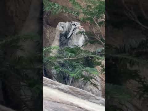 shorts グリーンの中からナゴムくん　マヌルネコ　那須どうぶつ王国にて　2026年3月29日 サムネイル