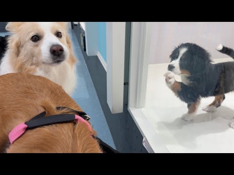 大型犬専門店で天使すぎる子犬と出会ってしまいました...【ボーダーコリー・ゴールデンレトリバー】 サムネイル
