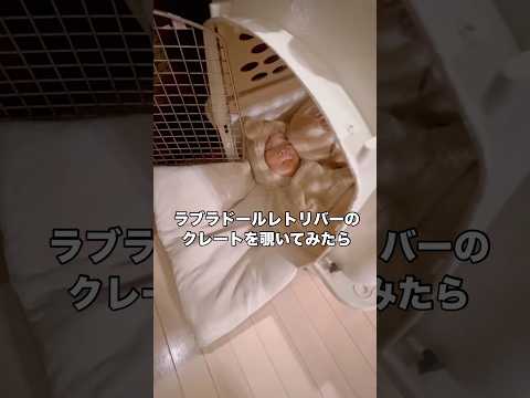 盲導犬候補生から家庭犬になったラブラドールレトリバーとクレートで爆睡する息子 盲導犬 ラブラドールレトリバー ラブラド… サムネイル
