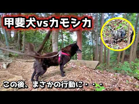 【甲斐犬】山登りでカモシカに遭遇！熊に遭遇した時との差に衝撃を受けました【甲斐犬と山登り：今熊山編 第２話】 サムネイル
