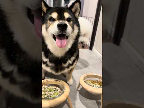 要求のクセがすごい柴犬　柴犬 shibainu サムネイル