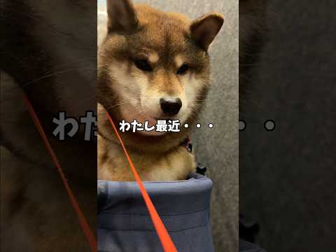 再ブレイクを狙う🐕柴犬の作戦 サムネイル