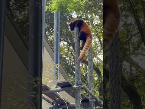 spring ガイド開始直前のメイタちゃん☺️  レッサーパンダ　　千葉市動物公園にて　2026年4月18日 サムネイル