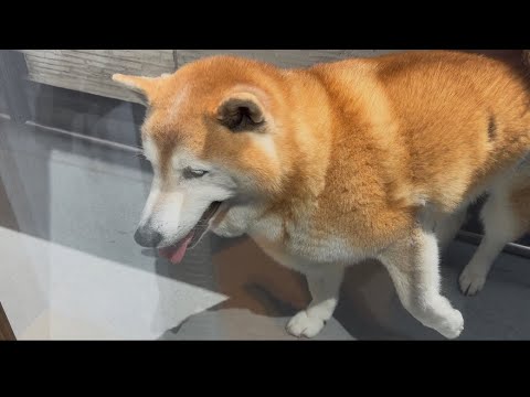 柴犬福 天サロ後の柴犬🤣Coming Shiba🤣 サムネイル