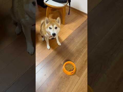 よっこらしょ 柴犬タロウ 柴犬 柴プー しばわんこ shibainu