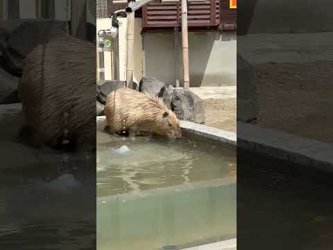 shorts もう一度お湯に戻って来たのは〜〜？　カピバラの湯っこ　大森山動物園にて　2026年4月29日 サムネイル