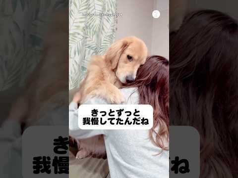 大好きなお姉ちゃんと再会、全力で抱きつくゴールデン　　ゴールデンレトリバー  大型犬　犬　いぬ　犬のいる暮らし サムネイル