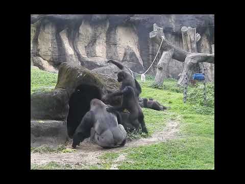 little gorilla brothers Jabali 5y5m old & Ringo 4y11m old.… サムネイル