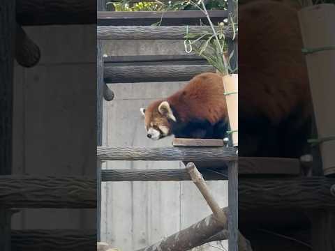 shorts 「動物の食事時間」(動物ガイド)直前のメイタちゃん　レッサーパンダ　千葉市動物公園にて　2026年2月2… サムネイル