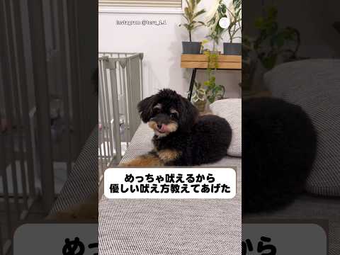 よく吠える愛犬に優しい吠え方を教えてみた‼ 犬　いぬ　かわいい犬 かわいい チワプー