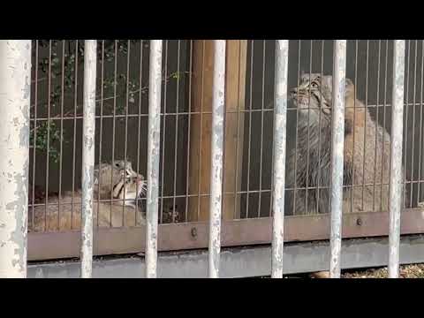 あ！下で寝てるた仔だ！(毛が濡れてる🤭) マヌルネコのこども　東山動植物園にて　2025年12月15日 サムネイル