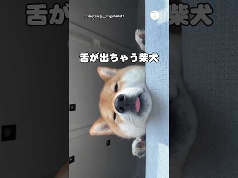 舌しまい忘れた柴犬　柴犬　犬　かわいい犬 面白い　犬のいる暮らし かわいい犬 サムネイル