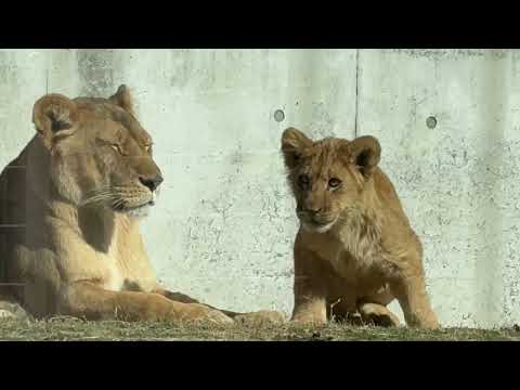 木切れを見つけた息子くん😊　シルク母さんと息子たち　ライオン　のんほいパークにて　2026年1月23日 サムネイル