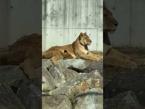 shorts のんほいライオンファミリー🦁　　のんほいパークにて　2026年2月13日