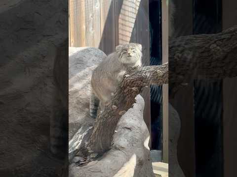 shorts 今日はロック登頂もガンガンするワ😉っとオリーヴァちゃん　マヌルネコ　埼玉県こども動物自然公園にて　202… サムネイル