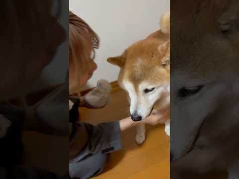 柴犬福 姉より先に飽きてる柴犬🤣Sis and Shiba🤣姉と柴 shorts japanesedog 柴犬 shi… サムネイル