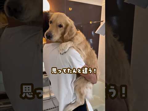 小型犬だと思って育てた結果 ゴールデンレトリバー 大型犬のいる生活 goldenretreiver 大型犬と子供 サムネイル
