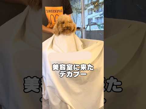 爆笑‼️美容室に来たデカプーが面白すぎる　　犬　いぬ　面白い　面白い犬　犬のいる暮らし