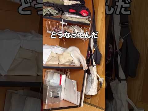 家猫の体勢がすごすぎて結構心配になる 猫の寝相 保護猫 ねこ shorts サムネイル