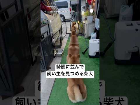 綺麗に並んで飼い主を見つめる柴犬たち💕　　柴犬　犬　かわいい　可愛い犬　犬のいる暮らし サムネイル
