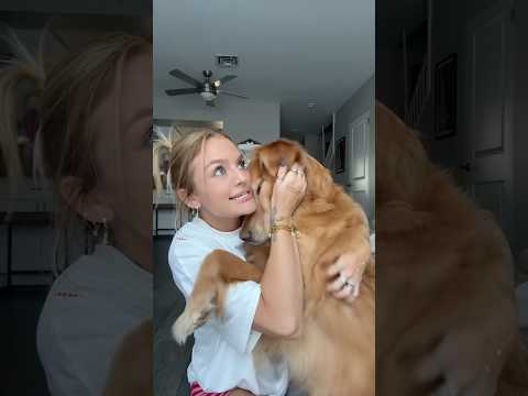 coming home to my golden retriever🥵goldenretreivers dog pup… サムネイル