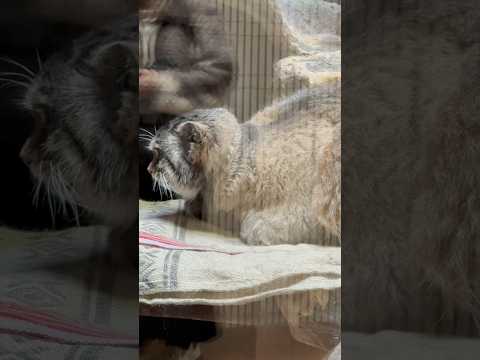 shorts 視線の先はバックヤードの飼育員さん？　マヌルネコのプリームラちゃん　上野動物園にて　2026年2月6日 サムネイル