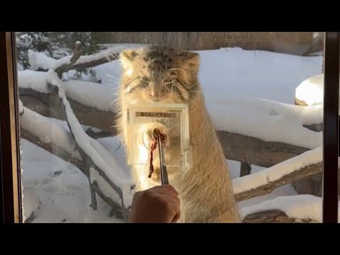 ナゴムくんのお肉タイム　午後　マヌルネコ　那須どうぶつ王国　2026年1月12日 サムネイル