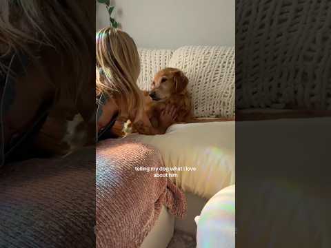 coming home to my golden retriever🥵goldenretreivers dog pup… サムネイル