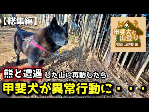 【甲斐犬と山登り】熊と遭遇した山を調査したら衝撃の事実がわかりました【御岳山調査：総集編】 サムネイル