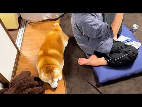 おばあちゃんとWBC観戦を楽しむも、お子ちゃますぎて途中でねむくなり戦線離脱してしまう柴犬 サムネイル