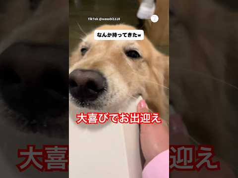 帰宅した瞬間、喜びが大爆発したゴールデン　　　ゴールデンレトリバー　大型犬　犬　可愛い犬　犬のいる暮らし サムネイル