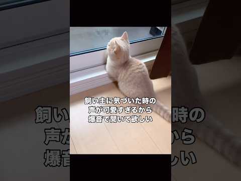 ぜひ爆音で聞いて欲しい😮‍💨ひっそりおててないないしてるのがポイント マンチカン スコティッシュフォールド 子猫 sh… サムネイル