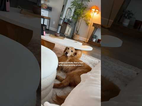 coming home to my golden retriever🥵 goldenretreiver dog ind… サムネイル