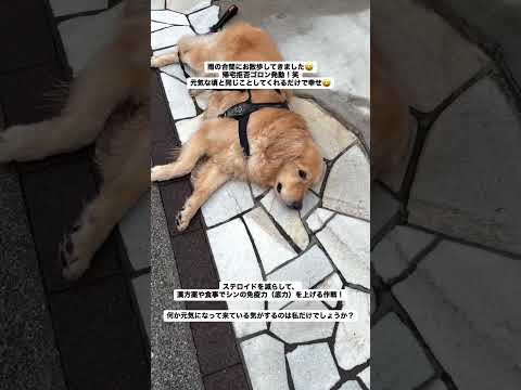 帰宅拒否すら愛しい🥹 ゴールデンレトリバー 大型犬のいる生活 goldenretreiver 急性骨髄性白血病