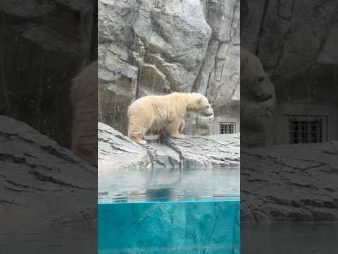 shorts 最後に一瞬モモ太くんの足の裏🤭　  ホッキョクグマの親子　秋田県男鹿水族館GAOにて2026年5月1日 サムネイル