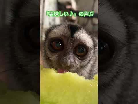 ヨザルのよっちゃんの「メロン美味しい」の声いただきました！動物 動物園 猿