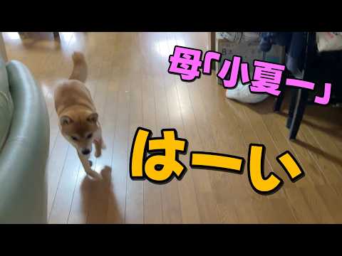 「騙されたな！」お母さんの呼び声に飛んでいくがいませんよw柴犬小夏 サムネイル