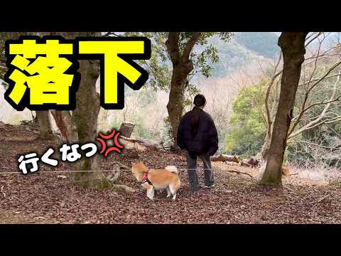 山奥で柴犬姉妹と散歩中に緊急事態発生で大騒ぎになりました サムネイル