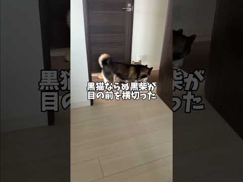 柴犬が不吉な予感がするわけ・・・ サムネイル
