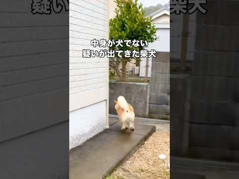 去ったフリして 柴犬 柴犬のいる暮らし 日本犬 shorts サムネイル