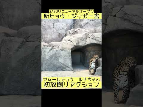 【3/20ヒョウ・ジャガー舎リニューアルオープン🐆】ルナちゃんのファーストリアクション東武動物公園 動物園 zoo ヒ…